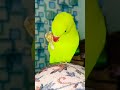 ❤️🥜 parrot eat peanut enjoy cuteparrot parrotspeak parrotvideo parrottalking mithu birds animals new