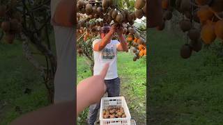 Amazing Fruit Farm | Beautiful Fresh Kiwi🥝🥝Harvesting with Rural Farmer #satisfying #shorts