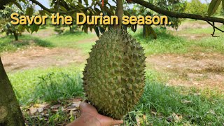 Durian Vendors in Chanthaburi and Pattaya