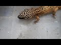 【豹紋守宮】豹紋守宮吃杜比亞蟑螂 leopard gecko eats cockroach