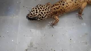 【豹紋守宮】豹紋守宮吃杜比亞蟑螂 Leopard Gecko eats cockroach