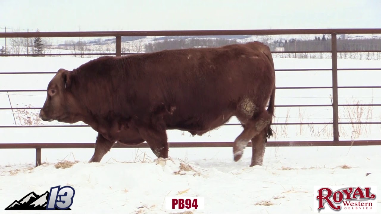 Lot 13 Draft Picks 2020 Bull Sale - YouTube