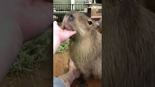 Such an Adorable Capybara!