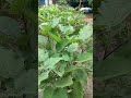 ବାଇଗଣ ଗଛ brinjal ସିମେଣ୍ଟ ବସ୍ତା ରେ short video 🌲