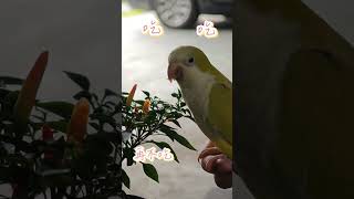 再不吃就要消化完了 #インコ #parrot #birds #和尚鸚鵡 #鸚鵡日常