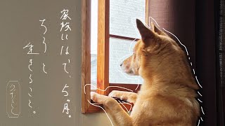 vlog - 7歳の犬を迎えて5ヶ月｜保護犬だったチロと暮らす学びの日々｜フィラリア陽性について