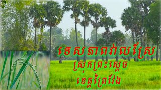 ទេសភាពវាលស្រែ នៅស្រុកព្រះស្ដេច ខេត្តព្រៃវែង / Landscape of rice field,