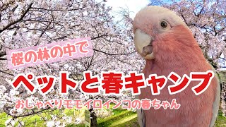 【桜の森の中で】ペットと春キャンプ！【おしゃべりモモイロインコの春ちゃん】