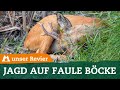 Bockjagd: So macht Ihr am Ende der Brunft Strecke | Blattzeit | Rehwild | Roe Buck Hunt