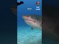 إنه عالم مليء بالمفاجآت والغموض . غرائب عجائب قصص حيوانات طبيعة برية غموض animals shorts