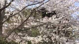 2007 Sakura (Cherry Blossom), Konkai-Komyo-ji Temple