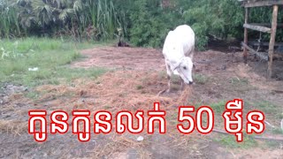 មើលកូនគោតម្លៃ 50 ម៉ឺន កូនគោកាត់ទន្លេ