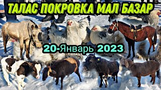 Мал базар Талас Покровка 20-Январь 2023