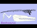 whale evolution basilosaurus.avi