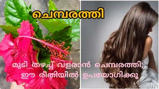 മുടി തഴച്ച് വളരാൻ ചെമ്പരത്തി; ഈ രീതിയിൽ ഉപയോ​ഗിക്കൂ - 'ചെമ്പരത്തി താളി'