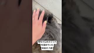 母ちゃんのスリッパを温めていた秋田犬 六郎#shorts