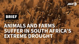 South Africa: thousands of animals die as severe drought grips the country | AFP