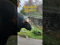 dangerous bison on the streets of kodaikanal 2024 kodaikanal bison trending