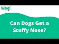 Can Dogs Get a Stuffy Nose? | Wag!