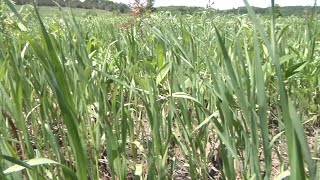 AgweekTV: Soybean Sustainability Efforts at the NAFB