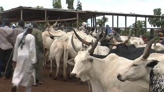 Le marché du bétail crée de l'emploi en Centrafrique