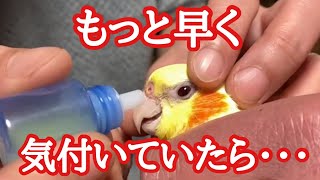 【インコ病院】治って来ているからと決めつけて様子を見た結果