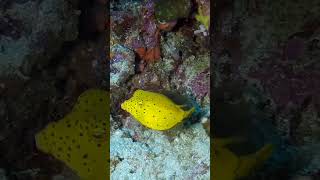 juvenile yellow boxfish