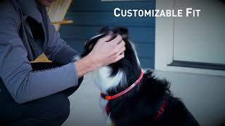 How to Use LED Dog Collar