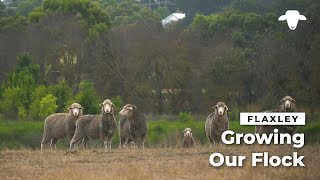 Flaxley Australian White Sheep: Growing Our Flock