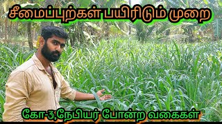 சீமை புற்கள் பயிரிடுதல் | கோ 3 ,சூப்பர் நேப்பியர் |