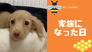 【新しい家族】カニンヘンダックスのビーをお迎えしました！