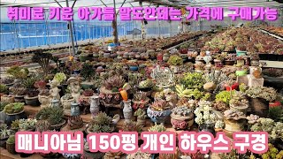 #개인하우스 150평 다육이들 #방문시 엄청난 할인가격에 구매가능 #초창기 종자들이 많이 있는곳 #묵둥이 #창 #국민이 #다육이