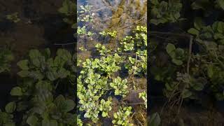 David Winston: Watercress