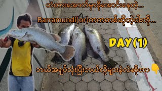 Barramundi fishing burmese #steelfixing #barramundifishing #burmese #fishing #myanmar