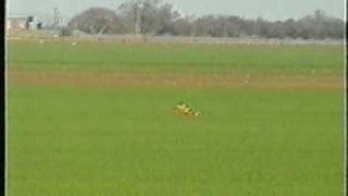 hare coursing -maisy, red, lucky