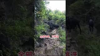 中国广西，同行的朋友们， 40度的天气你是几点放羊呢#羊 #黑山羊 #三农