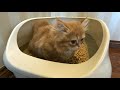 猫と泊まれるホテルに行ってみた！猫と旅行part3ホテル編【マンチカンの子猫】 i went to a hotel where i could stay with a cat part3 7