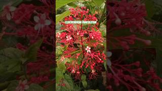 Clerodendrum paniculatum