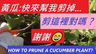 黃瓜剪枝--黃瓜豐收的秘訣--HOW TO PRUNE A CUCUMBER PLANT?