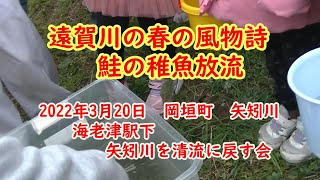 遠賀川鮭の稚魚放流　矢矧川を清流に戻す会