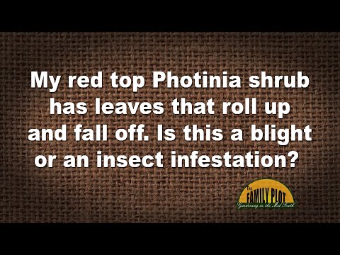 What is wrong with my photinia?