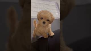 2개월 강아지에게 앉아를 시키면!!?? #강아지 #puppy #릴스 #pets #funny #cute #말티푸 #tiktok #maltipoo #강아지브이로그