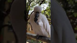 Shake Won’t Stop Asking for Almonds! 🐦🤲 How Many Handshakes Can He Do? 握手を求め続ける野生のキバタン