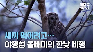 새끼 먹이려고…야행성 올빼미의 한낮 비행 (2021.05.20/뉴스투데이/MBC)