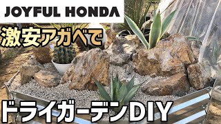 ジョイフル本田の激安アガべを使ってドライガーデンDIY！【アガベは地植え】