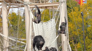 私のママは世界一　東山動植物園　チンパンジー　202403