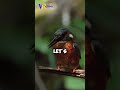 KINGFISHER _ The Bird ARROW , Have fun with him _ @VRchou _ #kingfisher #birds #wildlife #wildbirds