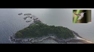 DJI Mini2 航拍 : 橋咀洲地質步道 + 潮汐漲退情况. 從高處看，這座島就像一隻蜂鳥Sharp Island Geo Trail + high and low tides situation