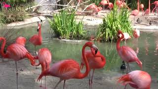 Cri du Flamant Rose : un Grognement Unique !