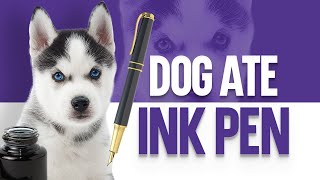 My Dog Ate An Ink Pen - What Should I Do